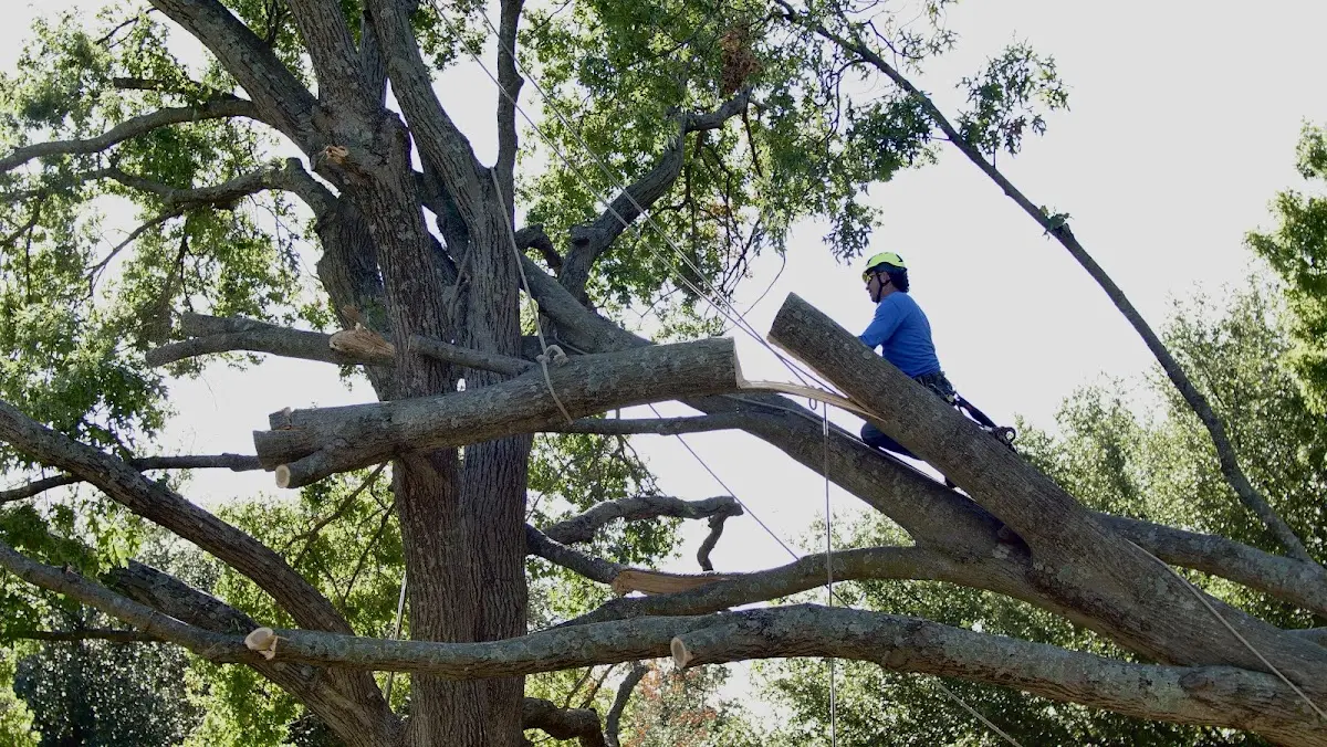 Professional Hazardous Tree Removal performed by certified arborists in Gothenburg