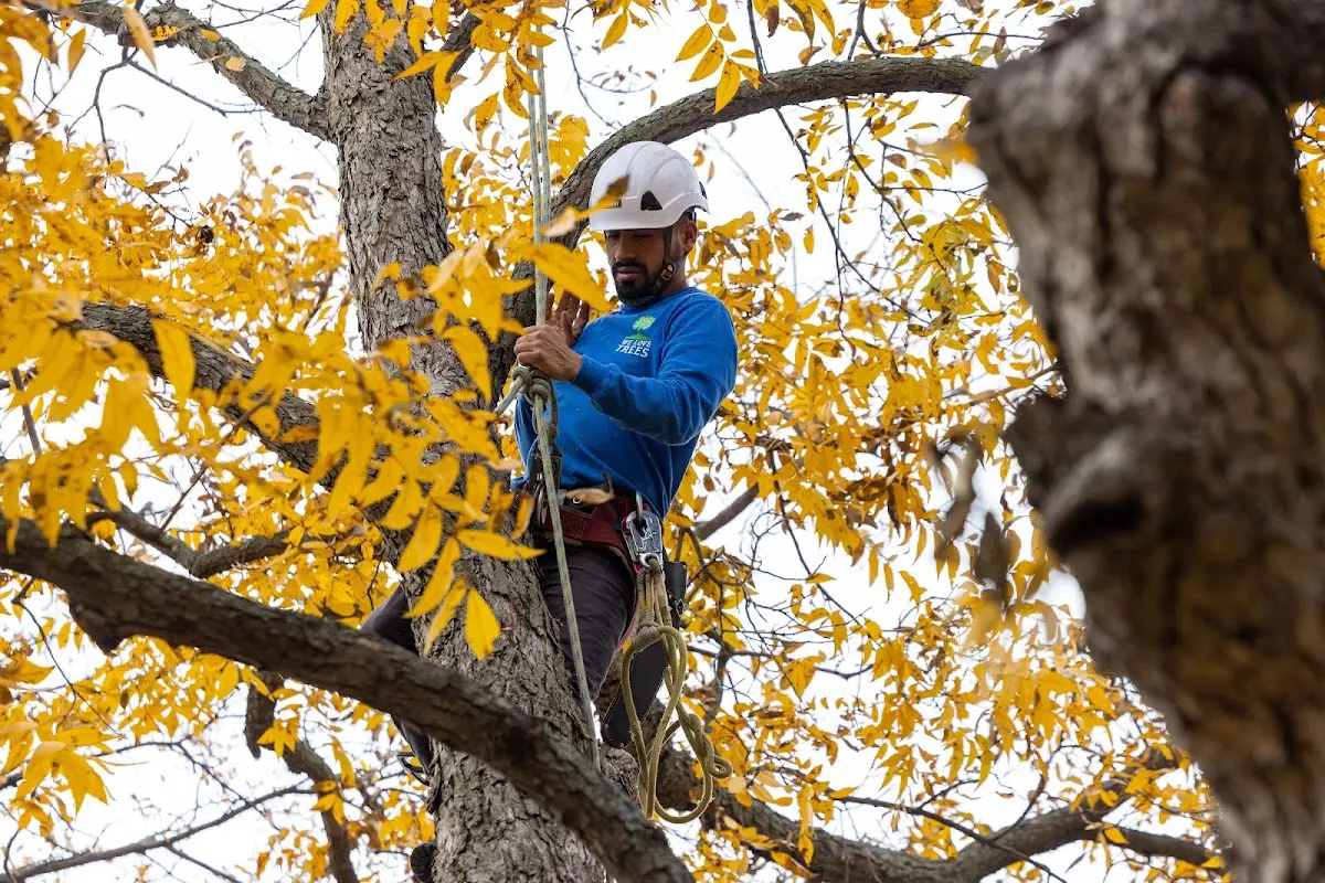 Skilled Tree Transplanting crew working in Gothenburg
